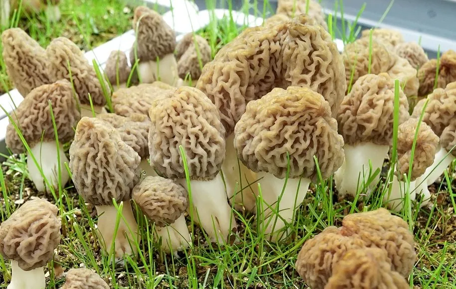 کرکونوسه - ابرغذاهای بهاری