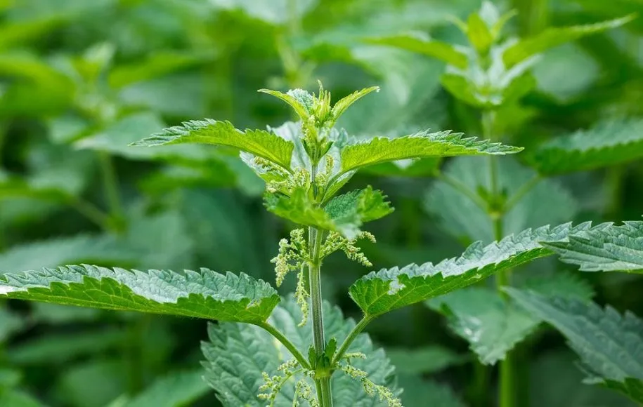 گزنه دوپایه - ابرغذاهای بهاری