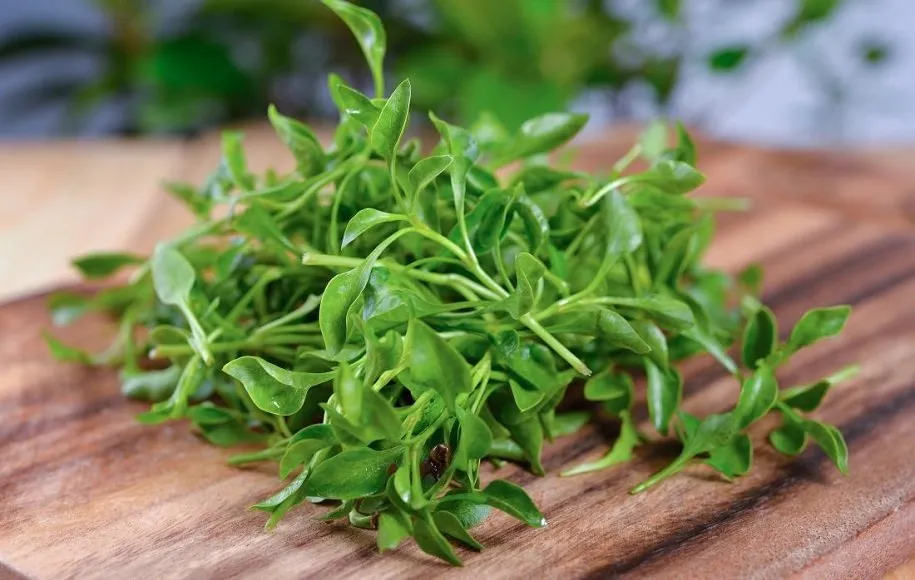 آبتره - ابرغذاهای بهاری