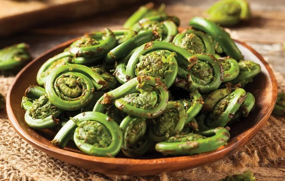 سرخس سرپیچک