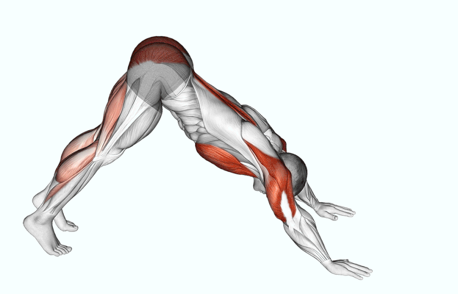 شنا سوئدی هندی