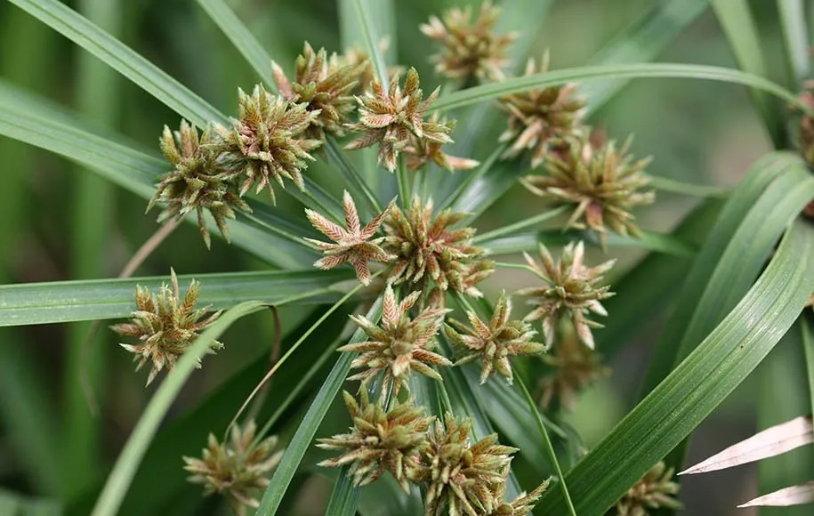 گل گیاه نخل مرداب