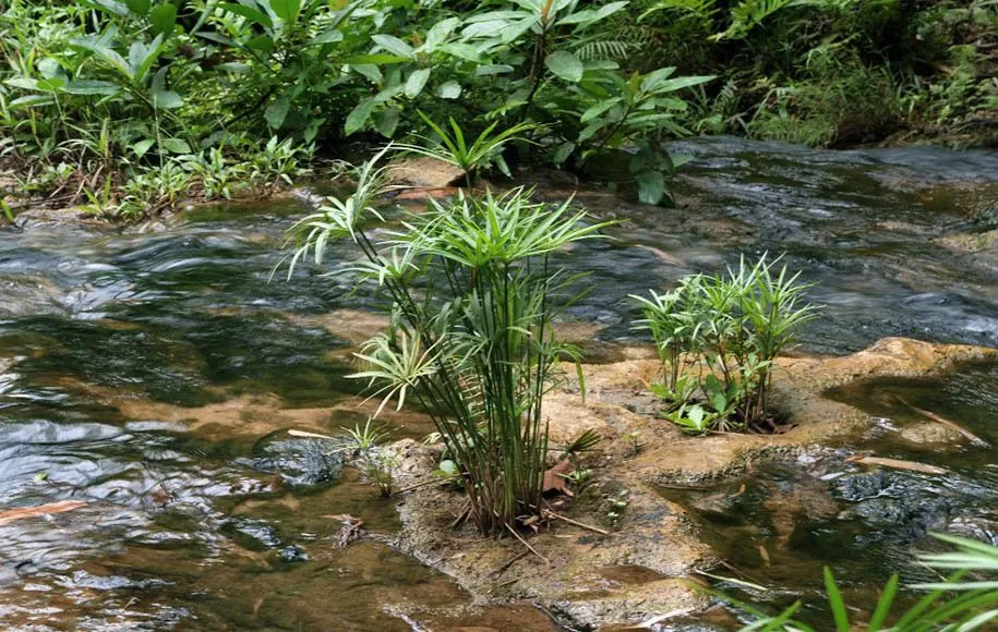 ویژگی‌های گیاه نخل مرداب 