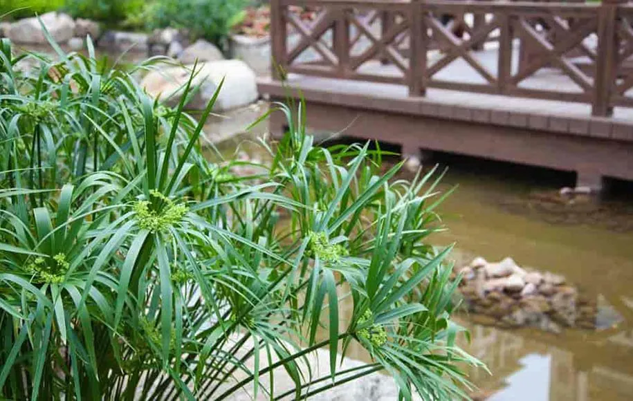 نحوه مراقبت از گیاه نخل مرداب