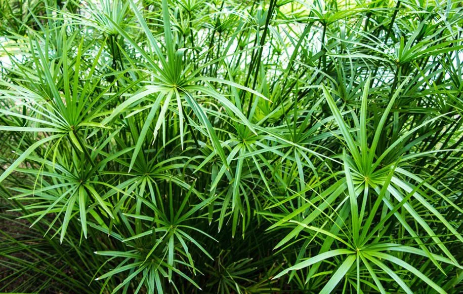 آبیاری گیاه نخل مرداب