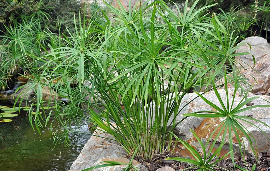 گیاه نخل مرداب