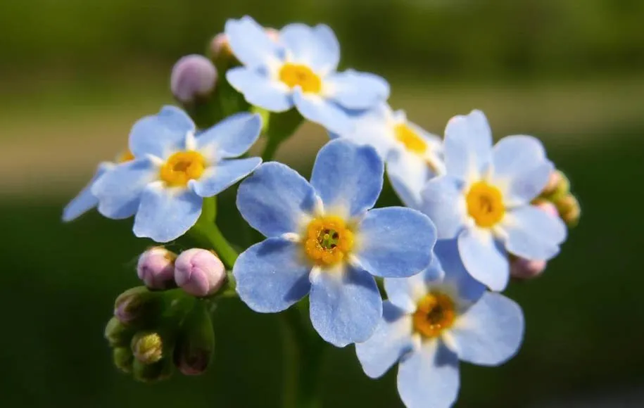 گل فراموشم نکن