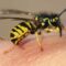 7 راهکار کاربردی برای درمان نیش زنبور در خانه