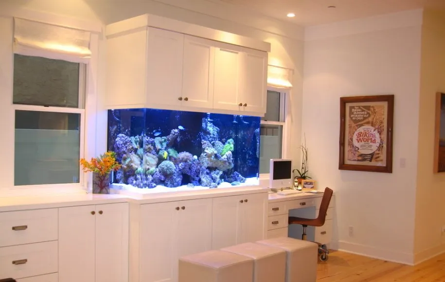 هرآنچه باید برای خرید آکواریوم بدانید • دیجی‌کالا مگ