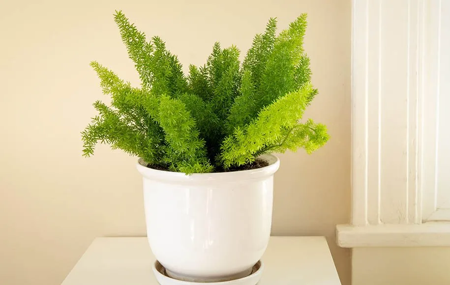 کاشت سرخس در فضای داخلی خانه