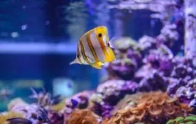 راهنمای کامل خرید آکواریوم همراه با پرفروش‌ترین مدل‌ها