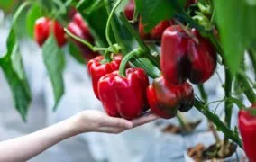 کاشت فلفل دلمه‌ای در خانه