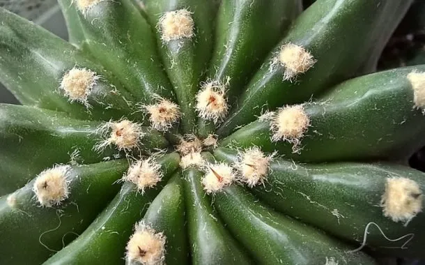 گلکسی A24 پوکو M5s