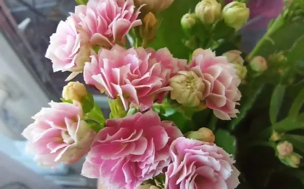 گلکسی A24 پوکو M5s