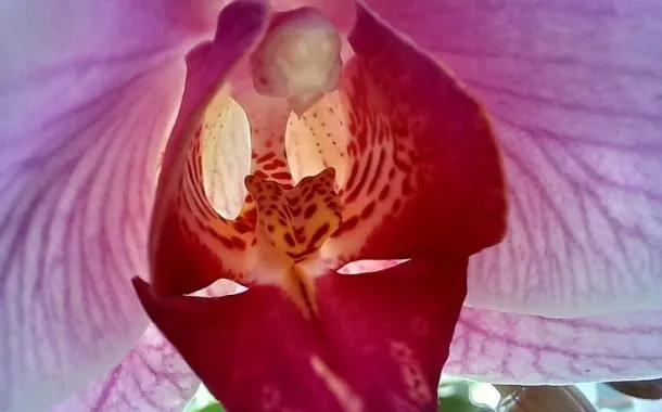 گلکسی A24 پوکو M5s