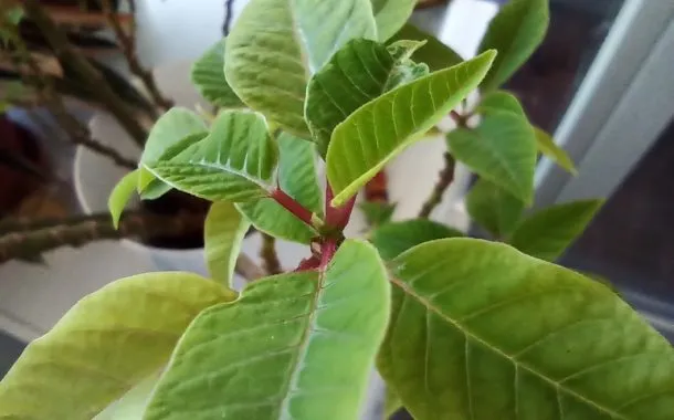 گلکسی A24 پوکو M5s