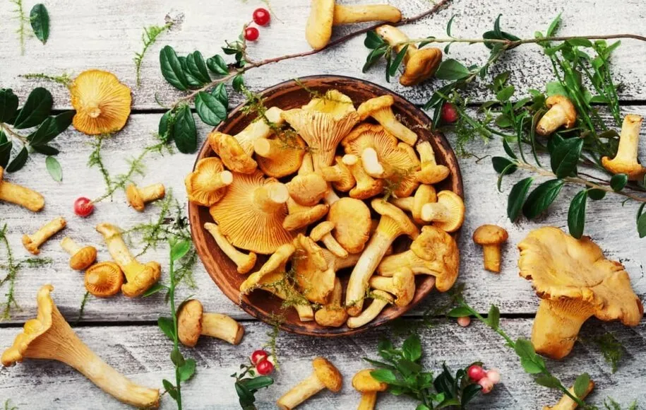 قارچ چانترله (Chanterelle /Girolle)
