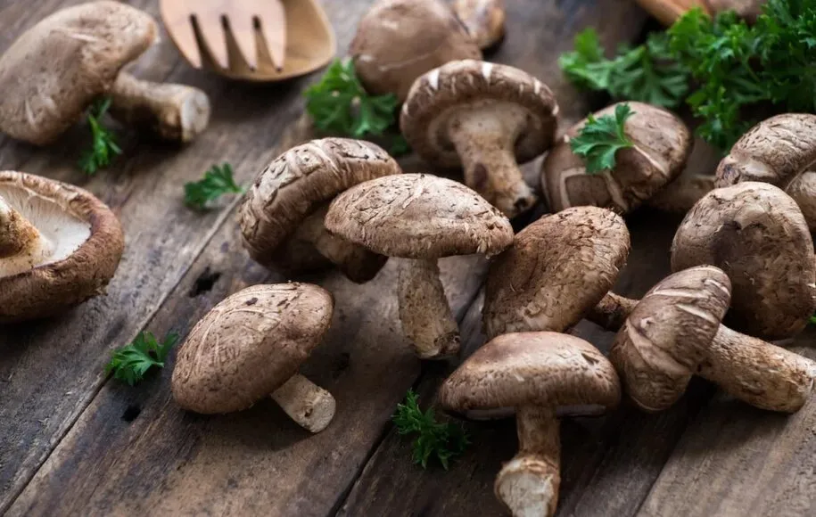 قارچ شیتاکه، جنگلی یا بلوطی (Shiitake /Forest or Oak)
