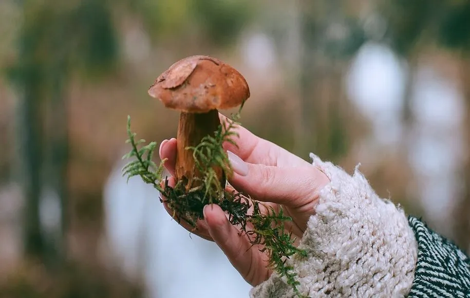 خرید قارچ سالم و تازه