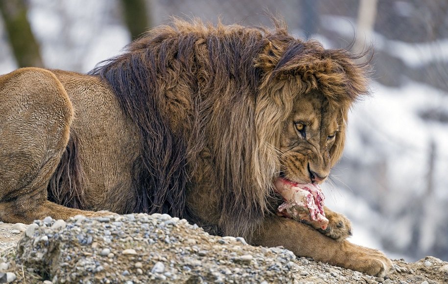 رژیم شیر (The Lion Diet) چیست؟