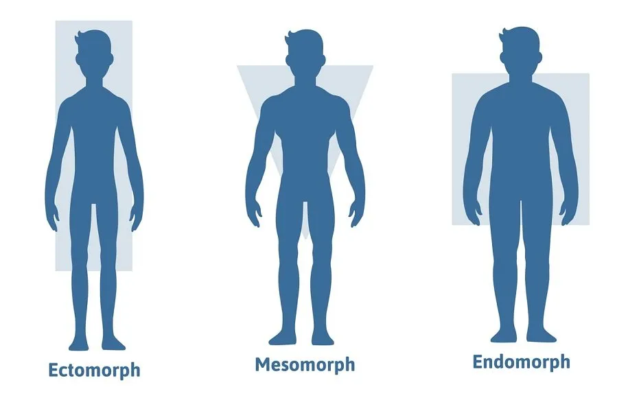 گروه بدنی اکتومورف
