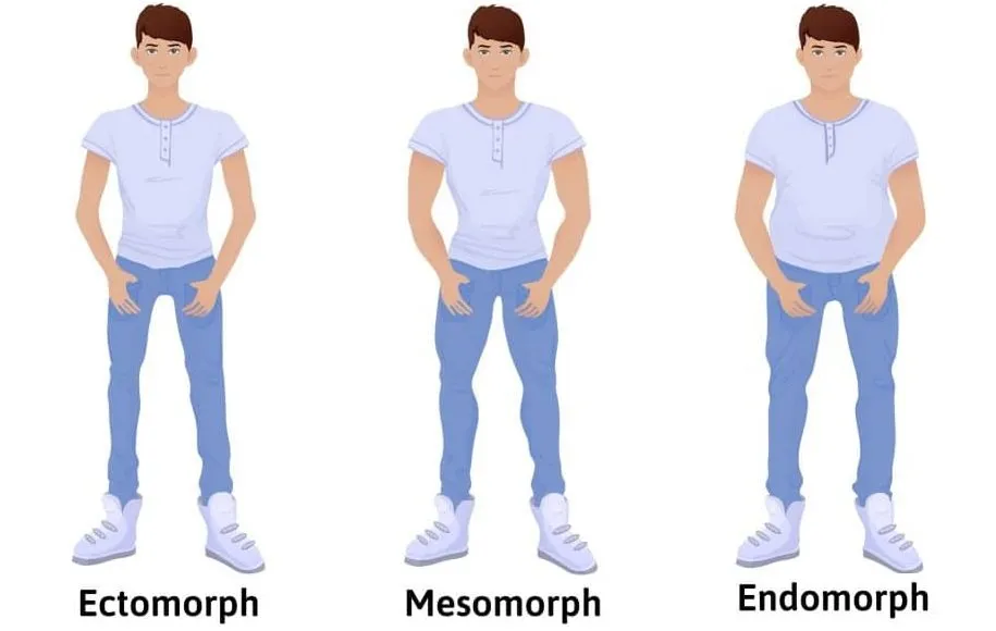گروه بدنی مزومورف