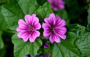 10 مورد از خواص گل پنیرک برای بهبود عملکرد بدن