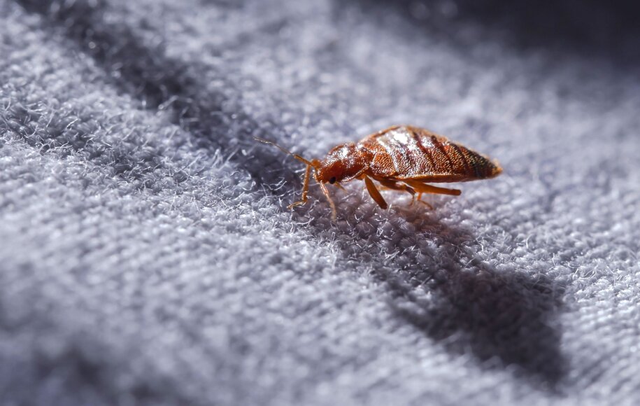 خطرناک ترین حشرات دنیا