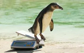 ترازو چطور کار می‌کند؟