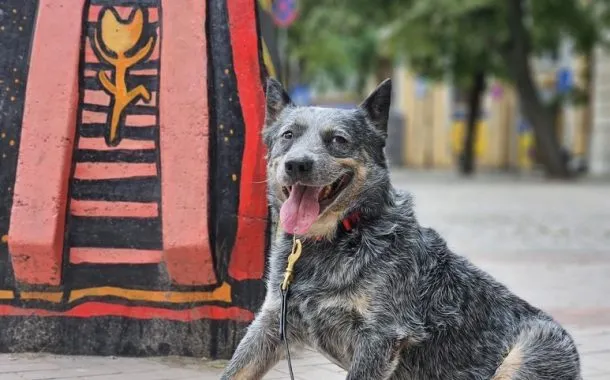 گلکسی زد فولد 5