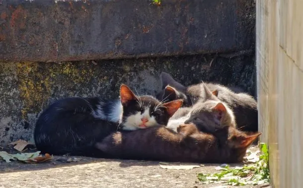 گلکسی S22 اولترا