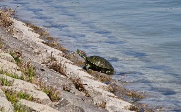 گلکسی S22 اولترا