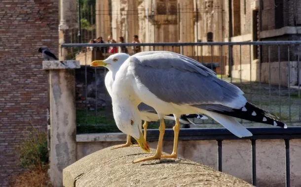 گلکسی S22 اولترا