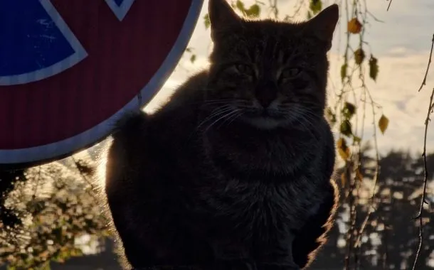 گلکسی S22 اولترا