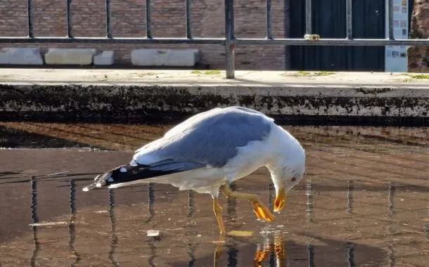 گلکسی S22 اولترا