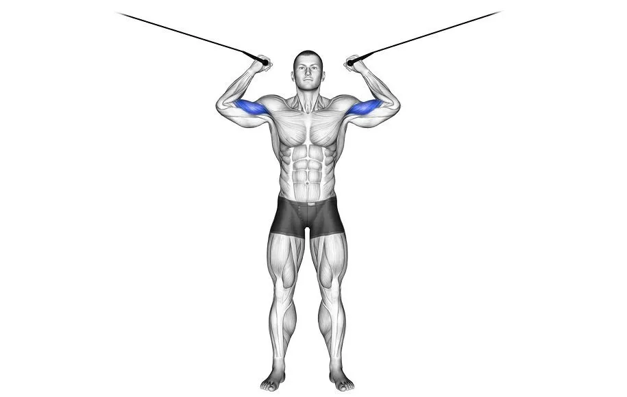 جلو بازو صلیبی تک‌دست