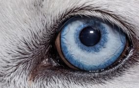 چشم حیوانات