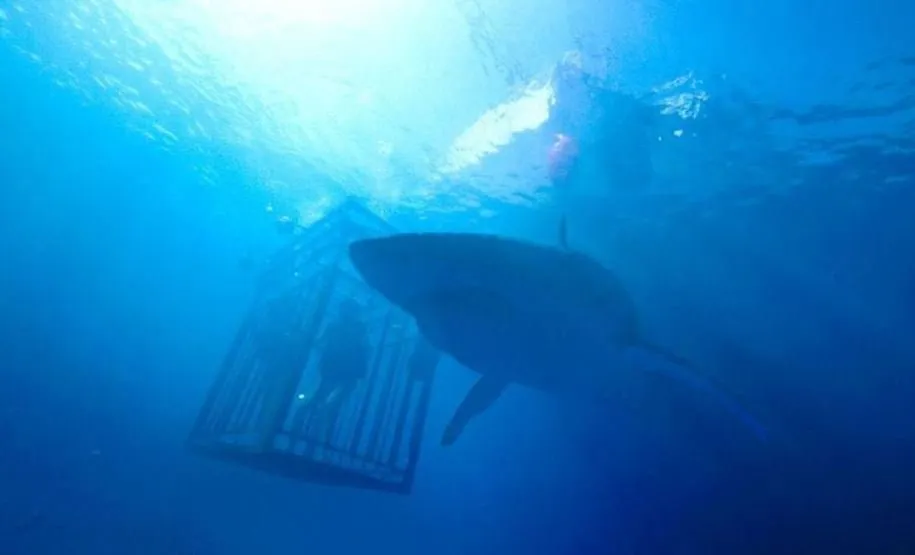 فیلم درباره کوسهها