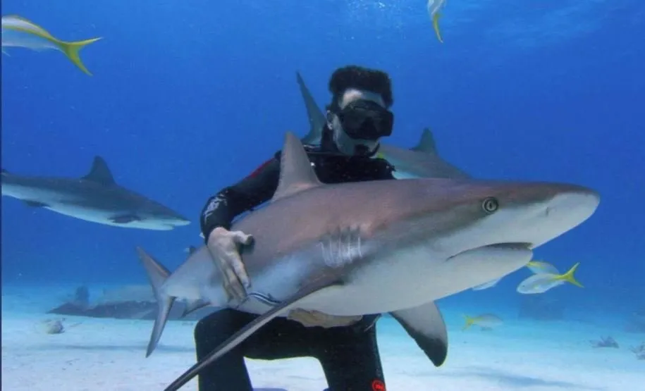 مستند زندگی کوسهها