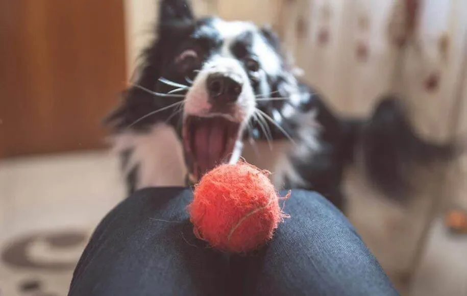 بازی کردن در خانه