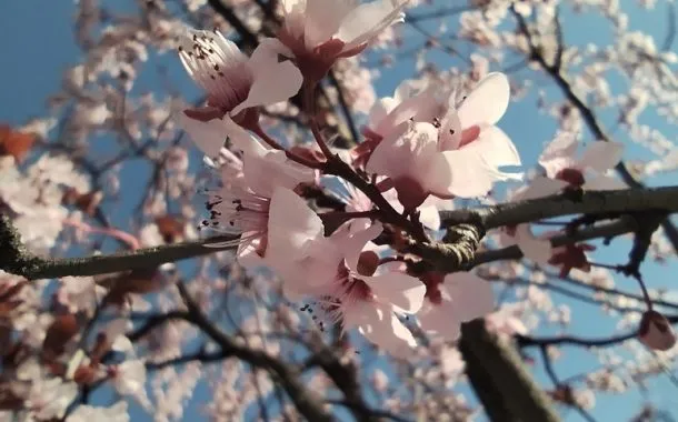 گلکسی A24 ردمی نوت 12