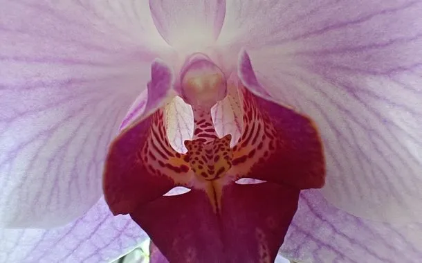 ریلمی 11 پرو پلاس