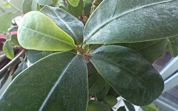 ریلمی 11 پرو پلاس