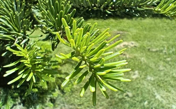 ریلمی 11 پرو پلاس