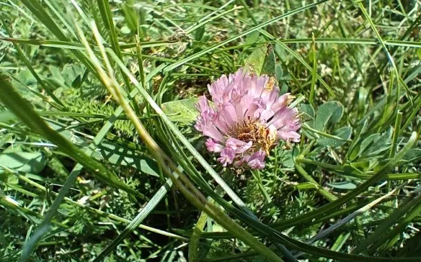 ریلمی 11 پرو پلاس