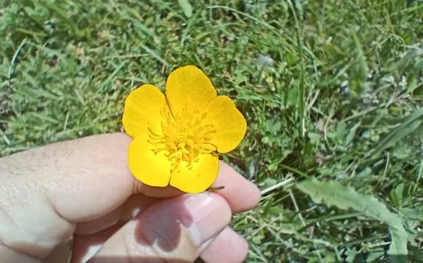 ریلمی 11 پرو پلاس