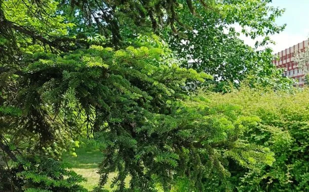 ریلمی 11 پرو پلاس