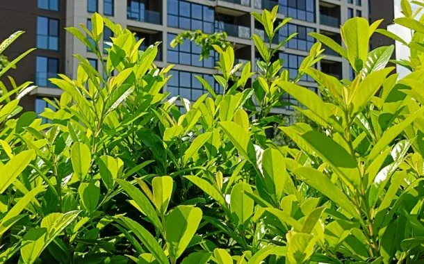 ریلمی 11 پرو پلاس