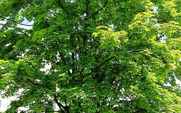 ریلمی 11 پرو پلاس