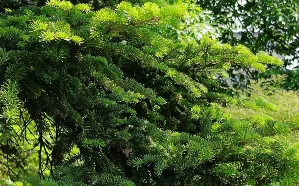 ریلمی 11 پرو پلاس